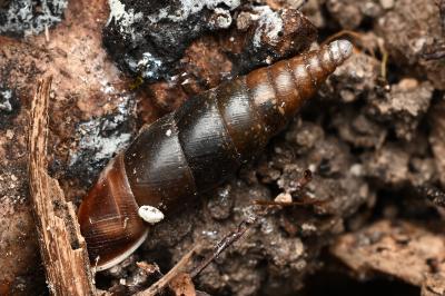 <i>Cochlodina laminata</i>