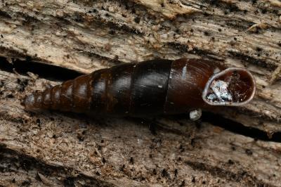 <i>Cochlodina laminata</i>