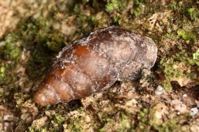 <i>Merdigera obscura</i>
