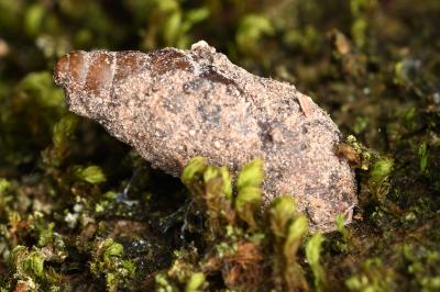 <i>Merdigera obscura</i>
