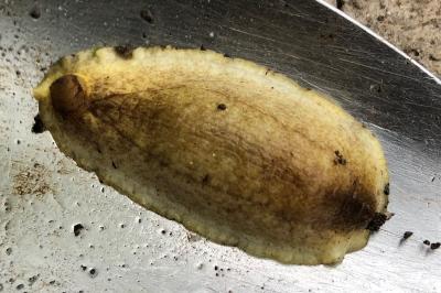 <i>Testacella haliotidea</i>