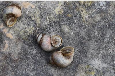 <i>Pomatias elegans</i>