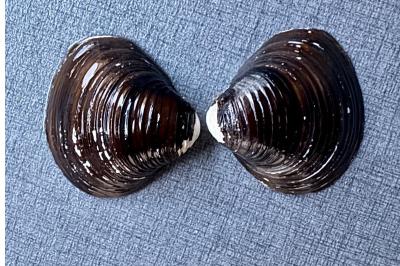 <i>Corbicula</i>