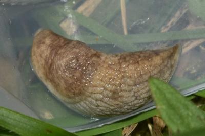 <i>Deroceras reticulatum</i>