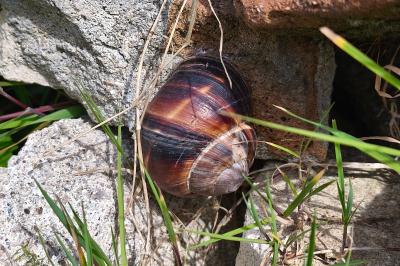 <i>Helix lucorum</i>