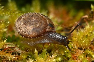 <i>Trochulus hispidus</i>