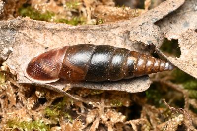 <i>Cochlodina laminata</i>