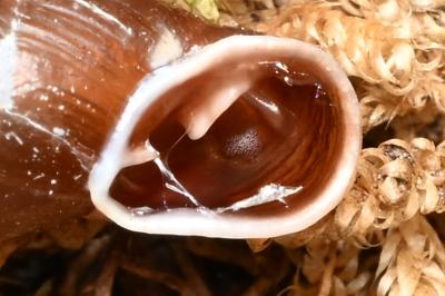 <i>Cochlodina laminata</i>