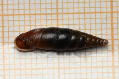 <i>Cochlodina laminata</i>