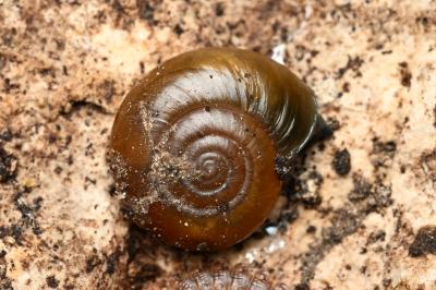 <i>Oxychilus draparnaudi</i>