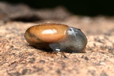 <i>Oxychilus draparnaudi</i>