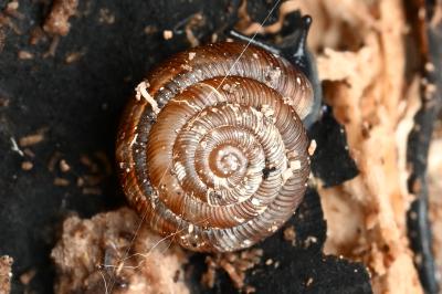 <i>Gonyodiscus rotundatus</i>