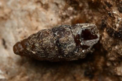 <i>Merdigera obscura</i>