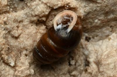<i>Lauria cylindracea</i>