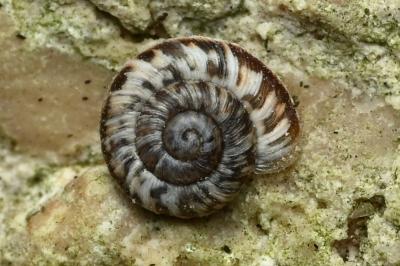 <i>Xeroplexa intersecta</i>