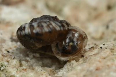 <i>Xeroplexa intersecta</i>