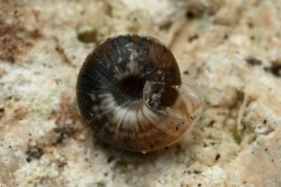 <i>Xeroplexa intersecta</i>