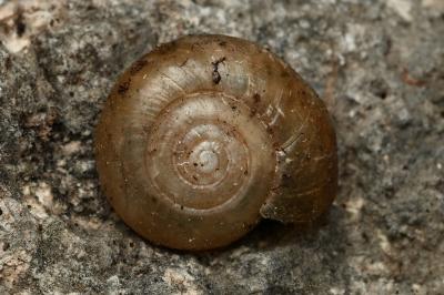 <i>Oxychilus draparnaudi</i>