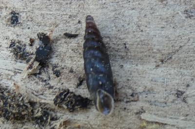 <i>Clausilia bidentata</i>