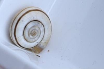 <i>Helicella itala</i>