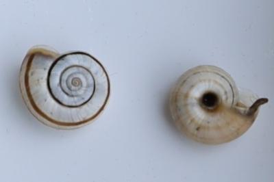 <i>Helicella itala</i>