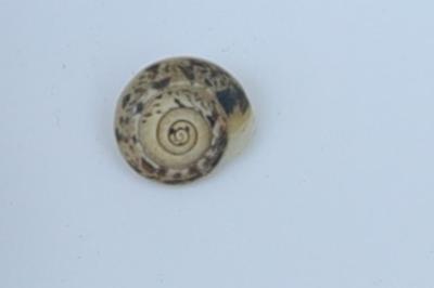 <i>Cernuella aginnica</i>