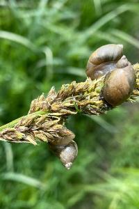 <i>Succinea putris</i>