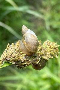 <i>Succinea putris</i>