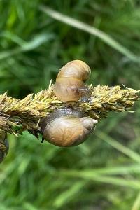 <i>Succinea putris</i>