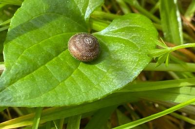 <i>Trochulus hispidus</i>
