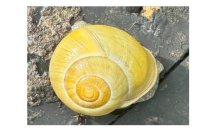 <i>Cepaea hortensis</i>