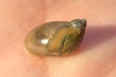 <i>Succinea putris</i>