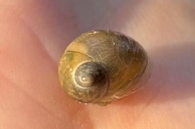 <i>Succinea putris</i>