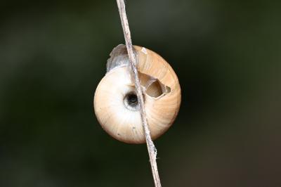 <i>Cernuella aginnica</i>