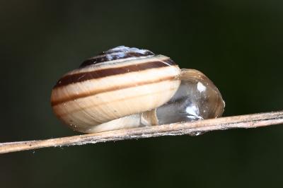 <i>Cernuella aginnica</i>