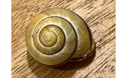 <i>Cepaea nemoralis</i>