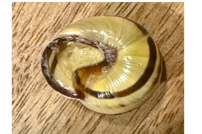 <i>Cepaea nemoralis</i>