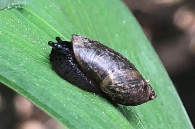 <i>Oxyloma elegans</i>
