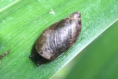 <i>Oxyloma elegans</i>