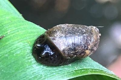 <i>Oxyloma elegans</i>