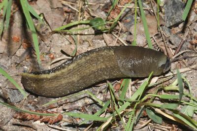 <i>Limax cinereoniger</i>