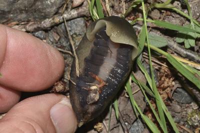 <i>Limax cinereoniger</i>