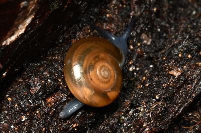 Oxychilinae