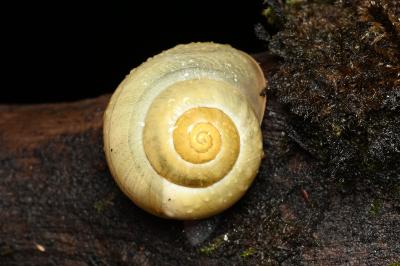 <i>Cepaea nemoralis</i>