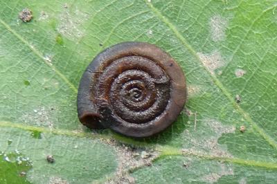<i>Anisus septemgyratus</i>