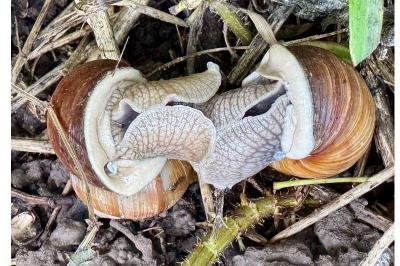 <i>Helix pomatia</i>