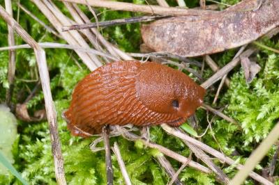 <i>Arion rufus/vulgaris</i>