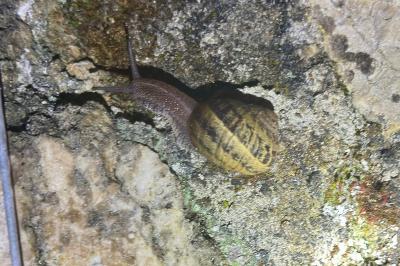 <i>Cornu aspersum</i>