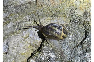 <i>Cornu aspersum</i>