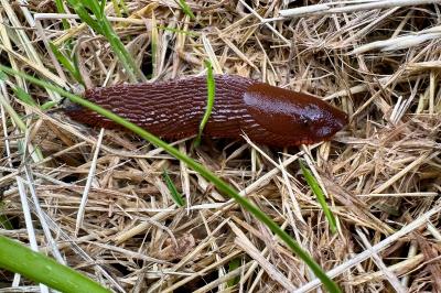 <i>Arion rufus/vulgaris</i>